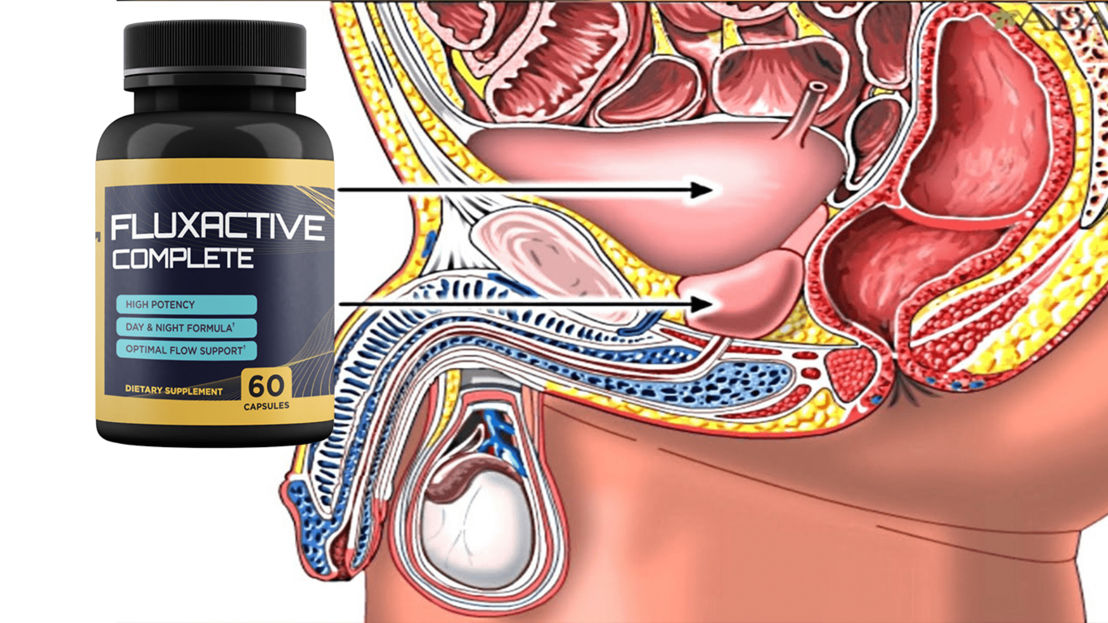 Fluxactive Complete The Natural Solution for Optimal Prostate Health